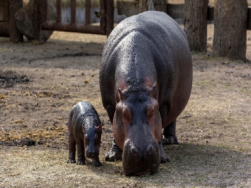 杨慧慧试管(41岁试管结婚)
